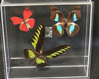 Butterfly Display Box With 3 Specimens Enclosed Acrylic case, framed butterflies, mounted butterflies, butterfly art, real butterfly artwork