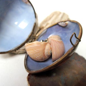 Vintage Cowrie Shell Box Container with Shell Post Earrings
