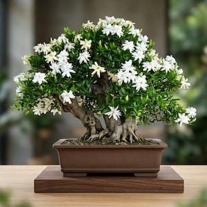 Jasmine Bonsai - Etsy