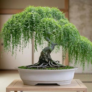 Willow Bonsai Tree - Etsy