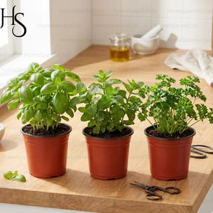 May include: Three potted herbs: basil, mint, and parsley. The plants are in small, terracotta-colored pots, set on a wooden surface. A pair of small scissors rests nearby. The background includes a window, a jar of oil, and a mortar and pestle.