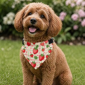 Può includere: Un cane marrone con un bandana a fantasia di fragole. La bandana presenta fragole rosse, foglie verdi e fiori bianchi su uno sfondo a scacchi rosa e bianco. Il cane è seduto sull'erba verde.