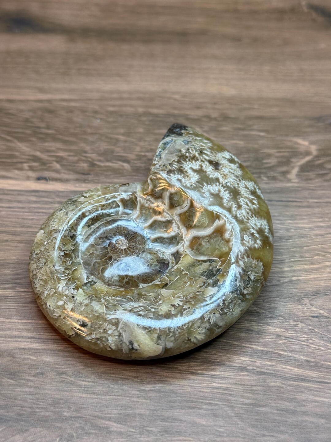Natural Ammonite Shell Carving – Ancient Spiral Fossil-inspired Stone ...