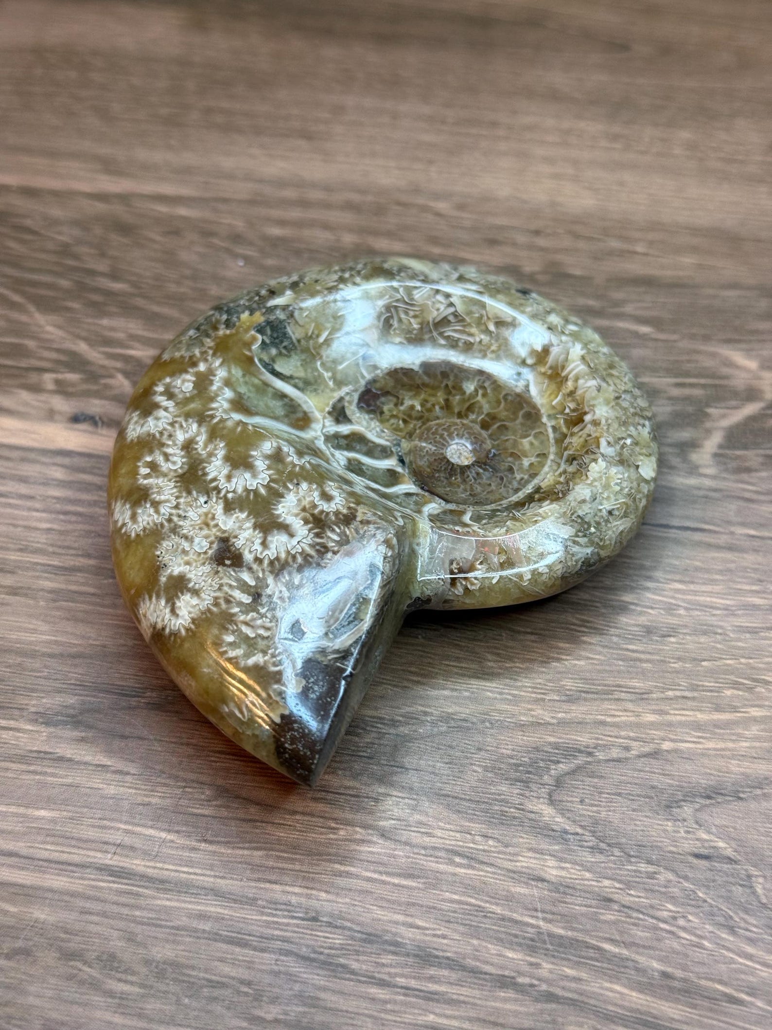 Natural Ammonite Shell Carving – Ancient Spiral Fossil-inspired Stone ...