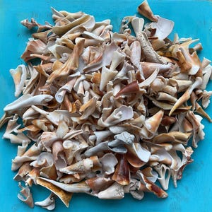 May include: A large collection of assorted sea shells in various shades of white, cream, tan, and brown. The shells exhibit diverse shapes, including spiral, conical, and fragmented forms, creating a dense, textured pile of natural marine elements.