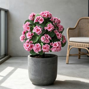 Op de afbeelding: Een potplant met helder roze bloemen en groene bladeren. De plant staat in een donkergrijze, afgeronde pot. De achtergrond omvat een raam, een rieten stoel en een lichtgrijze muur. De bloemen staan in volle bloei.