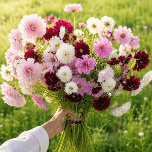 Cosmos Double Click Mix Seeds | Pink White Burgundy Cut Flower Garden (Easy Grow)