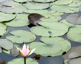 Pink Lotus Canvas Wall Art – Soft Pastel Botanical Macro Floral Print