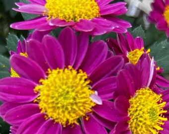 Deep Magenta Chrysanthemum Macro Photo Print - Vibrant Pink Mums Wall Art - Floral Explosion Decor - "Vivid Mum Clusters" - 11x14, 16x20