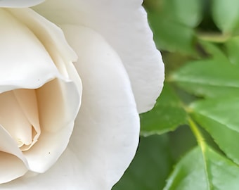 White Rose Macro Canvas Art – Romantic Creamy Botanical Floral Print
