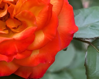 Large Orange Rose Canvas Art – Macro Flower Photography Print, Sunset Bloom Wall Decor