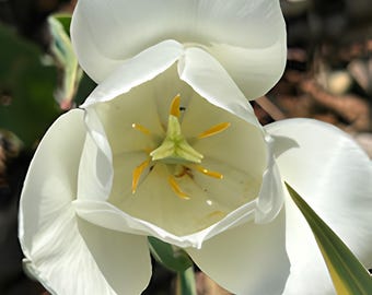 Serene White Tulip Macro Photography,
