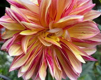 Vibrant Pink and Yellow Variegated Dahlia, Striking Dahlia Photograph, High-Resolution Floral Print,