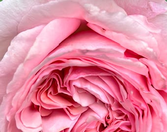 Large Pink Rose Macro Photography Print – Botanical Wall Art, Floral Decor (11x14, 16x20)
