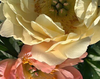 Peony Romantic Explosion Fine Art Canvas Print Wall Decor