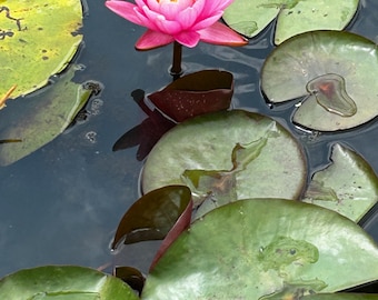Pink Lotus Flower Photography Print, Minimalist Water Lily Wall Art, Zen Floral Decor