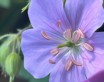 Hardy Geranium Fine Art Print – Minimalist Botanical Macro Photography – Lavender Floral Wall Art