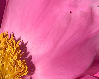 Pink Peony Explosion No. 3 - Botanical Macro Fine Art Photography Print