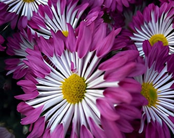 Bold Chrysanthemum Macro Photography Print – Purple White Botanical Wall Art