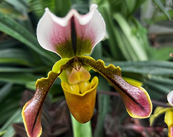 Quiet Majesty - A Detailed Portrait of a Paphiopedilum Slipper Orchid