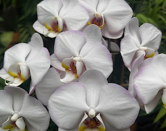 White Orchid Macro Photography - Fine Art Stretched Canvas Print - Serene Botanical Wall Art