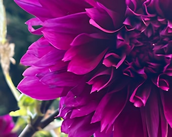 Electric Purple Dahlia Starburst - Fine Art Stretched Canvas Print - Explosion Botanical Wall Art