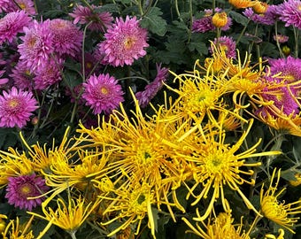 Electric Yellow Quill Chrysanthemum Starburst - Fine Art Stretched Canvas