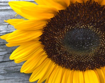 Golden Hour Sunflower Print on Barn Wood Texture Canvas