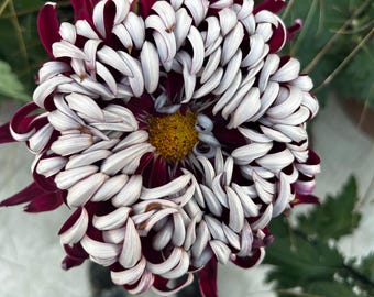 Maroon Ribbon Burst Macro Art | Dramatic Purple and White Chrysanthemum Canvas Print | Bold Floral Explosion Wall Decor | Botanical Close-Up