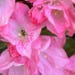 Floraburststudio