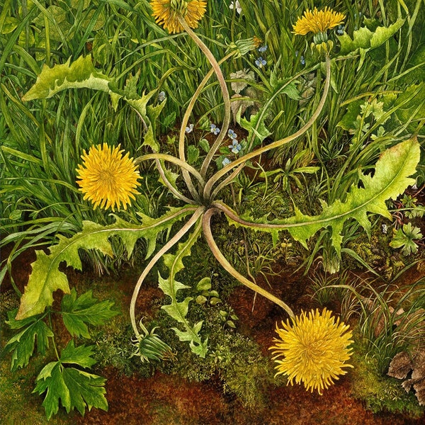 Greeting card of Dandelion from gouache painting