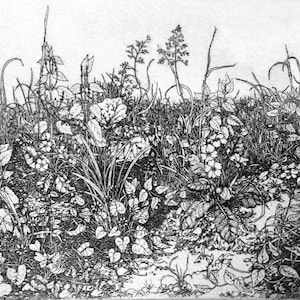 Detailed intaglio limited edition etching spring