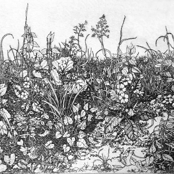 Detailed intaglio limited edition etching spring