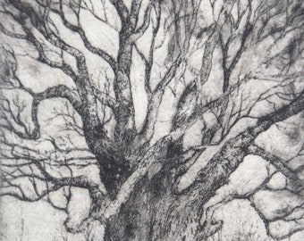 Small etching of Oak Tree, limited edition