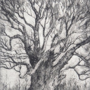 Small etching of Oak Tree, limited edition