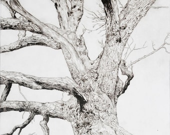 Drypoint etching of tree limited edition