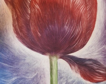 Tulip limited edition etching