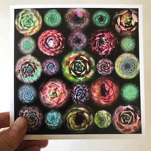 Carte de voeux de la collection Sempervivum