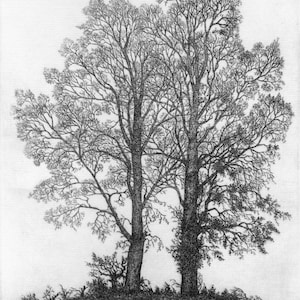 Two Elms etching limited edition image 1