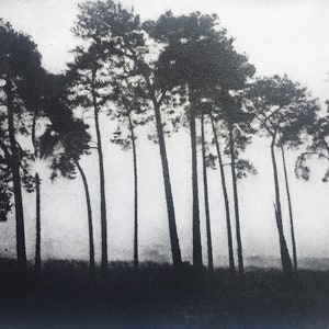 May include: A black and white photograph of a row of tall, slender trees silhouetted against a foggy sky.