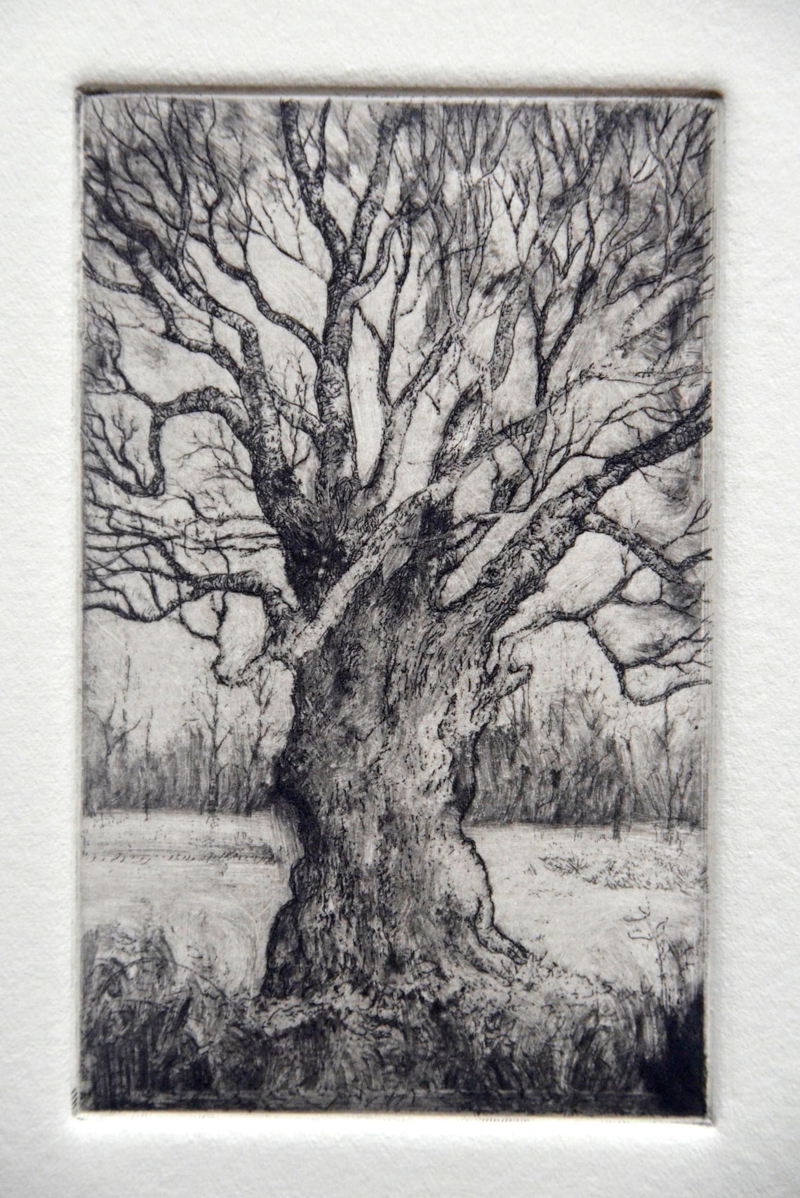 Small Etching of Oak Tree Limited Edition - Etsy
