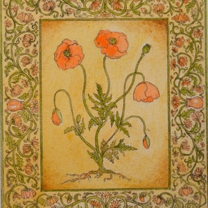 Hand coloured etching of Poppies, limited edition