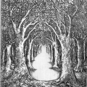 Limited edition etching 'Into the Forest' by Tricia Newell