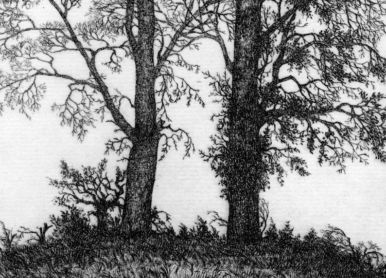 Two Elms etching limited edition image 4