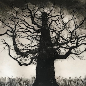 Limited edition Tree etching ‘Blasted Oak’