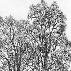 Two Elms etching limited edition image 3