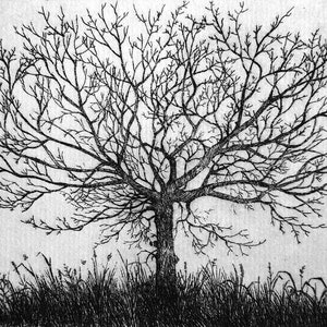 Limited edition etching of Tree, black and white