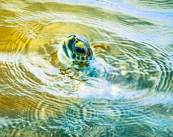 Fotografía de tortugas marinas de Florida – Arte mural de naturaleza oceánica (descarga digital)