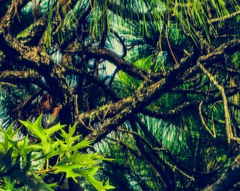 Fotografía "Enredadera Esmeralda" del Bosque de Florida – Arte mural de naturaleza (Descarga digital)