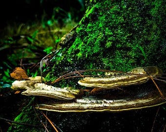 Fotografía artística de bosques de Florida: impresión de un tronco de árbol cubierto de musgo (descarga digital).
